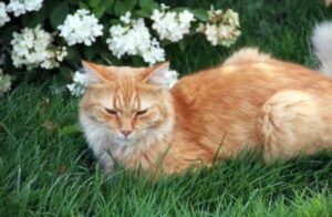 Are Hydrangeas Poisonous to Cats?