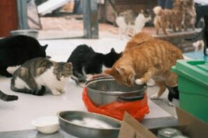  Stray Cats laws in the United States