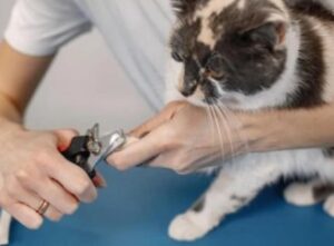 How to cut cat nails and its harms for humans